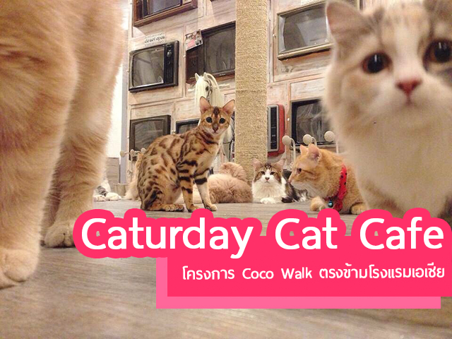  caturday  cat  cafe  shop 1 Parents One