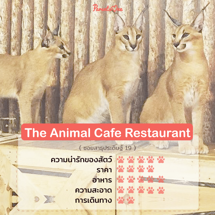 7 คาเฟ่สัตว์เลี้ยง ที่เด็กๆน่าไปสัมผัสทั่วกรุงเทพฯ